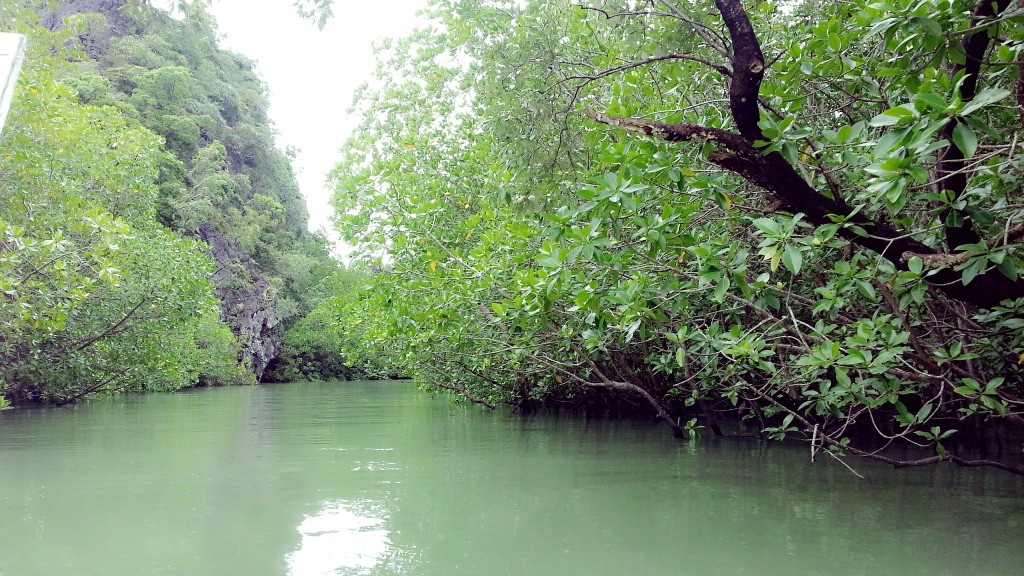 Mangroves in Phang Nga Bay