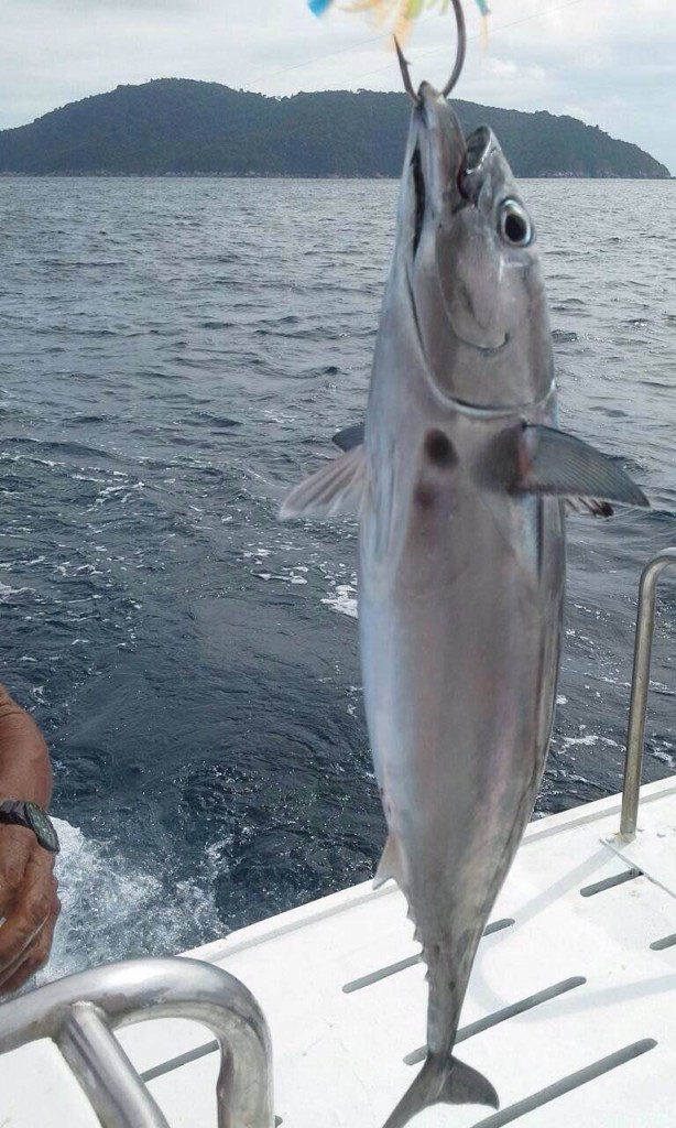 Phuket Game Fishing Charters Easy Day Phuket Fishing Tour