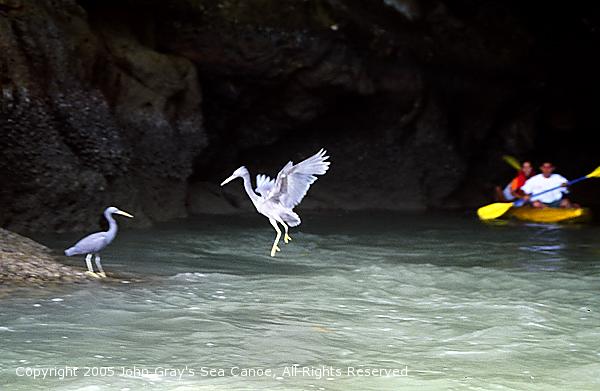 John Gray’s Hong By Starlight Tour