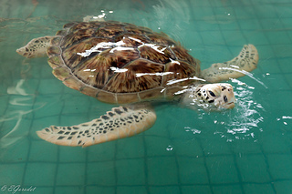 Phuket Unternehmungen