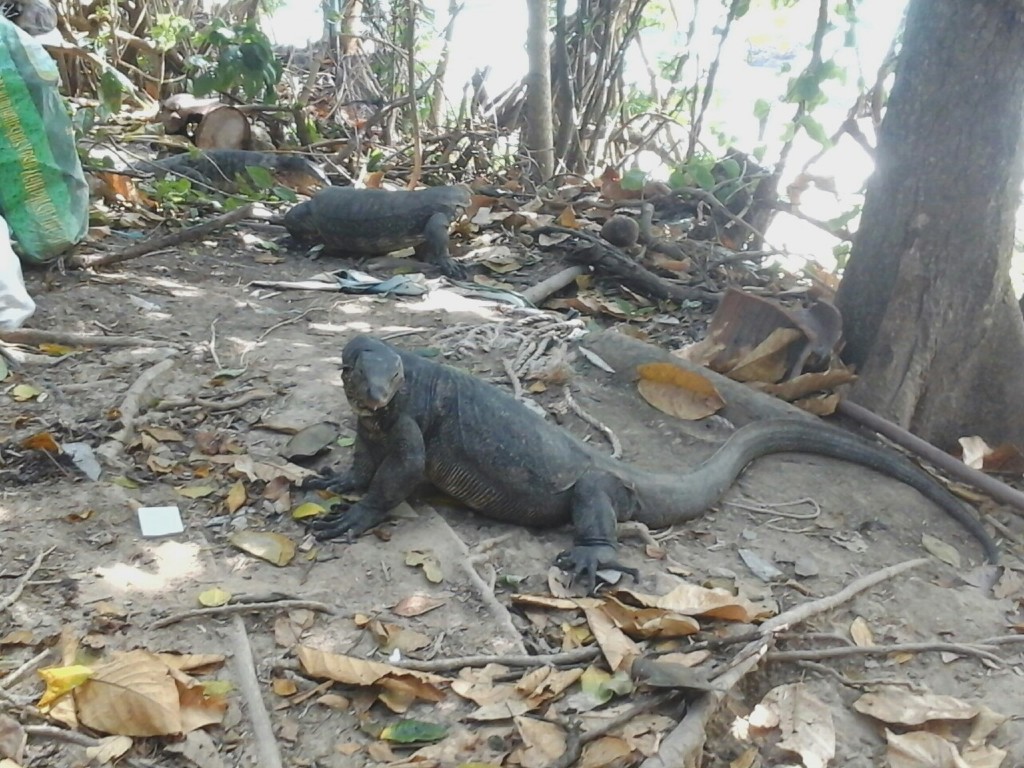 Lizards at Racha Yai