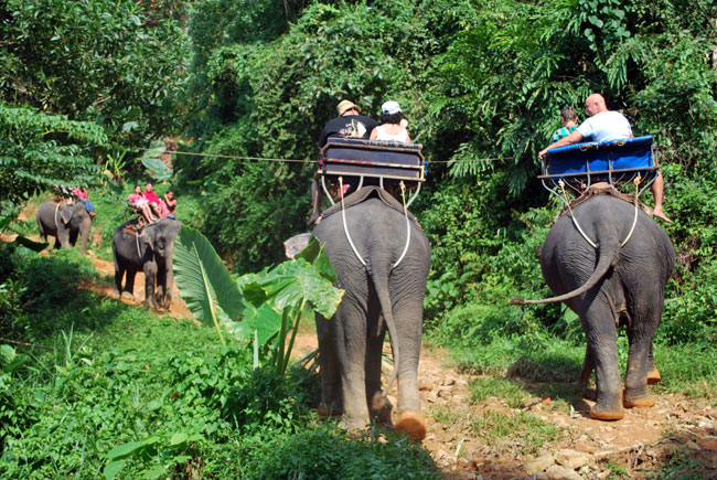 Elephant Trekking in Kapong, Thailand