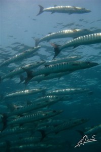 Baracudas at Koh Racha Noi - Image by Adriano Trapani