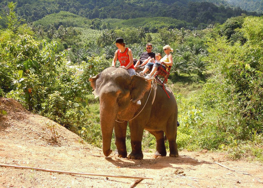 Elephant Trekking