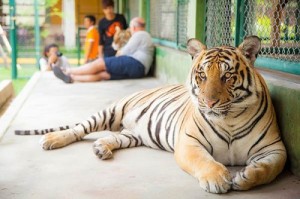 Phuket Tiger Kingdom