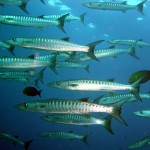 Barracudaer på et dyk