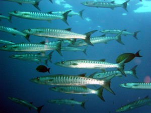 Barracudaer på et dyk
