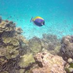 phi phi island hopping