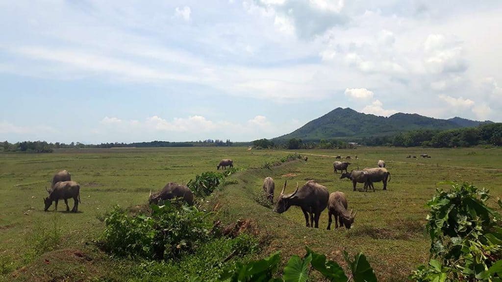 Koh Yao Noi Tours by Fast Catamaran