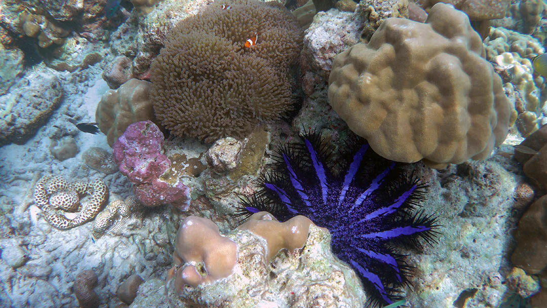 Phuket Snorkeling Tours by LongTail A Private Tour by Easy Day Thailand