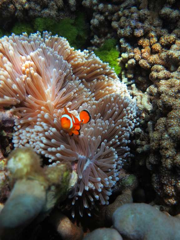 Clown Fish "Nemo"  