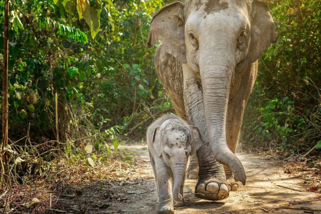 elephant sanctuary phuket tours