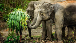 Elephant Sanctuary Phuket feed